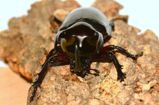 Dreihornkäfer (03).jpg